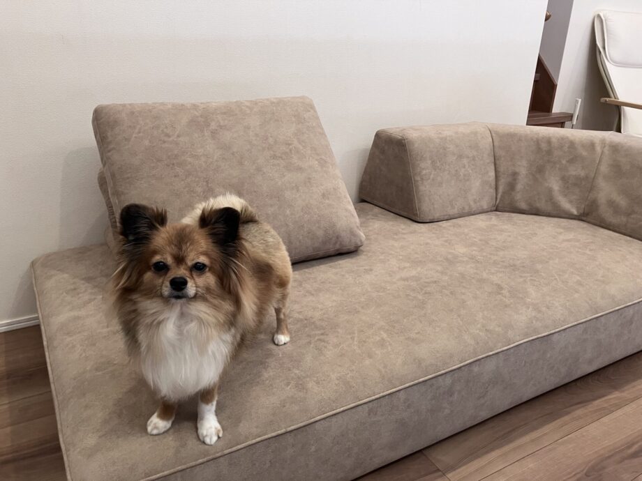 犬も人も気軽で心地よく、家族みんなの居場所になるソファ。