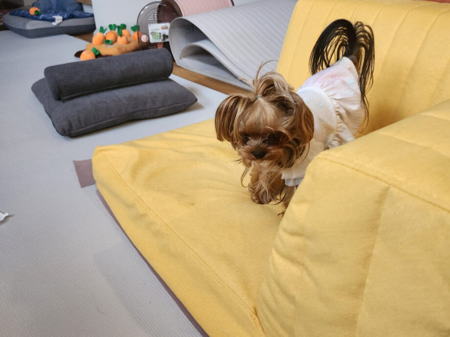 愛犬とゆったりくつろげる、鮮やかなイエローのローソファ。