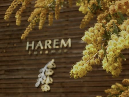 HAREMのHPが出来る