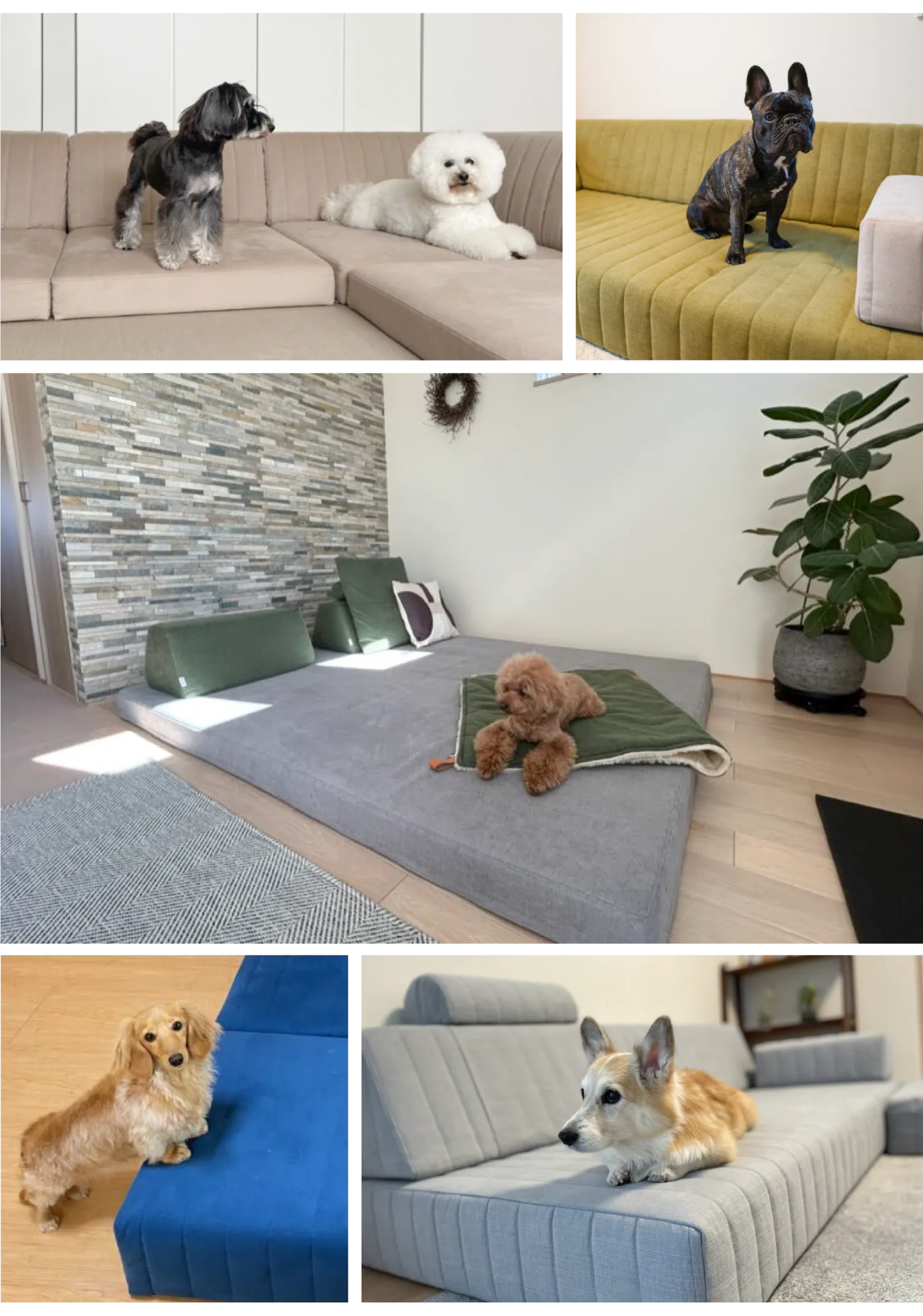 ローソファと愛犬との暮らしの事例