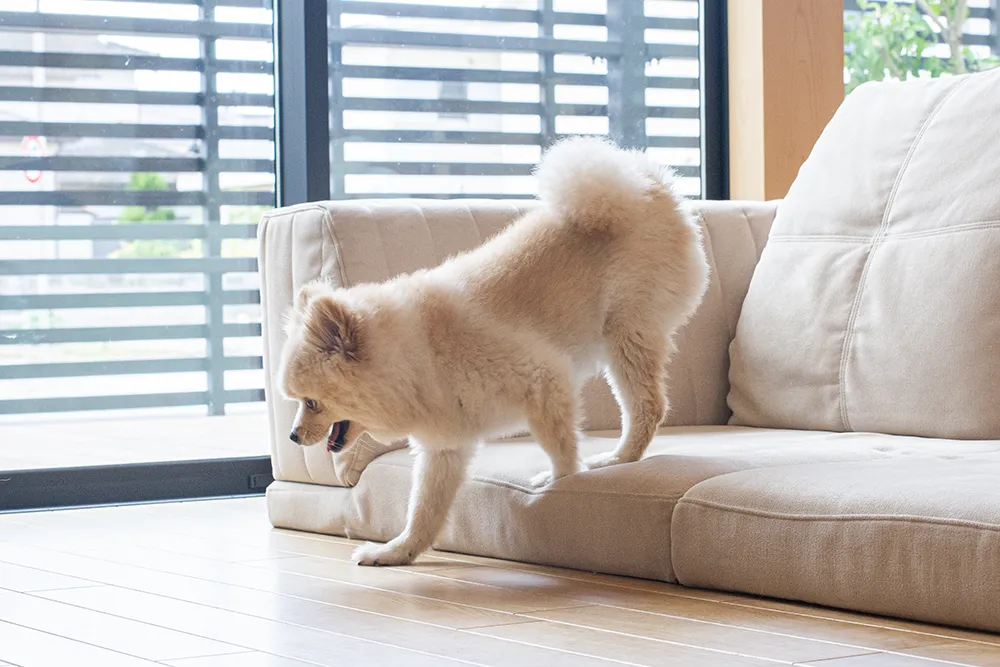 ローソファが愛犬との暮らしにいい理由