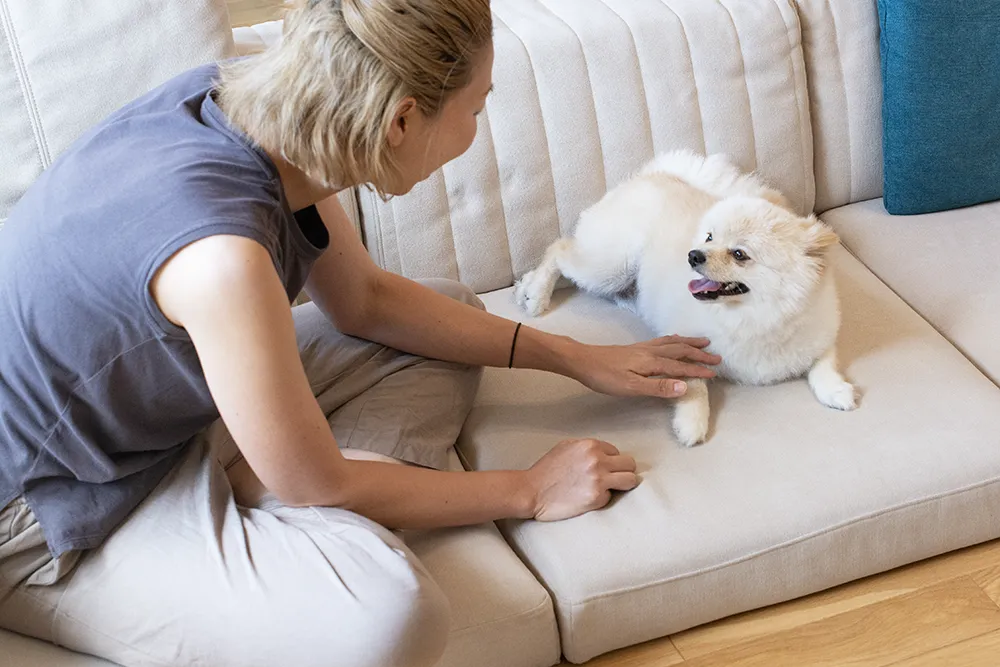 ローソファが愛犬との暮らしにいい理由