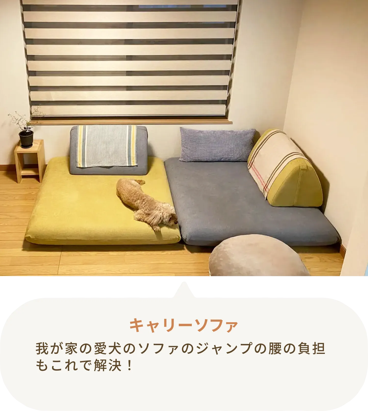 愛犬とローソファのある暮らし・ご愛用者様レビュー