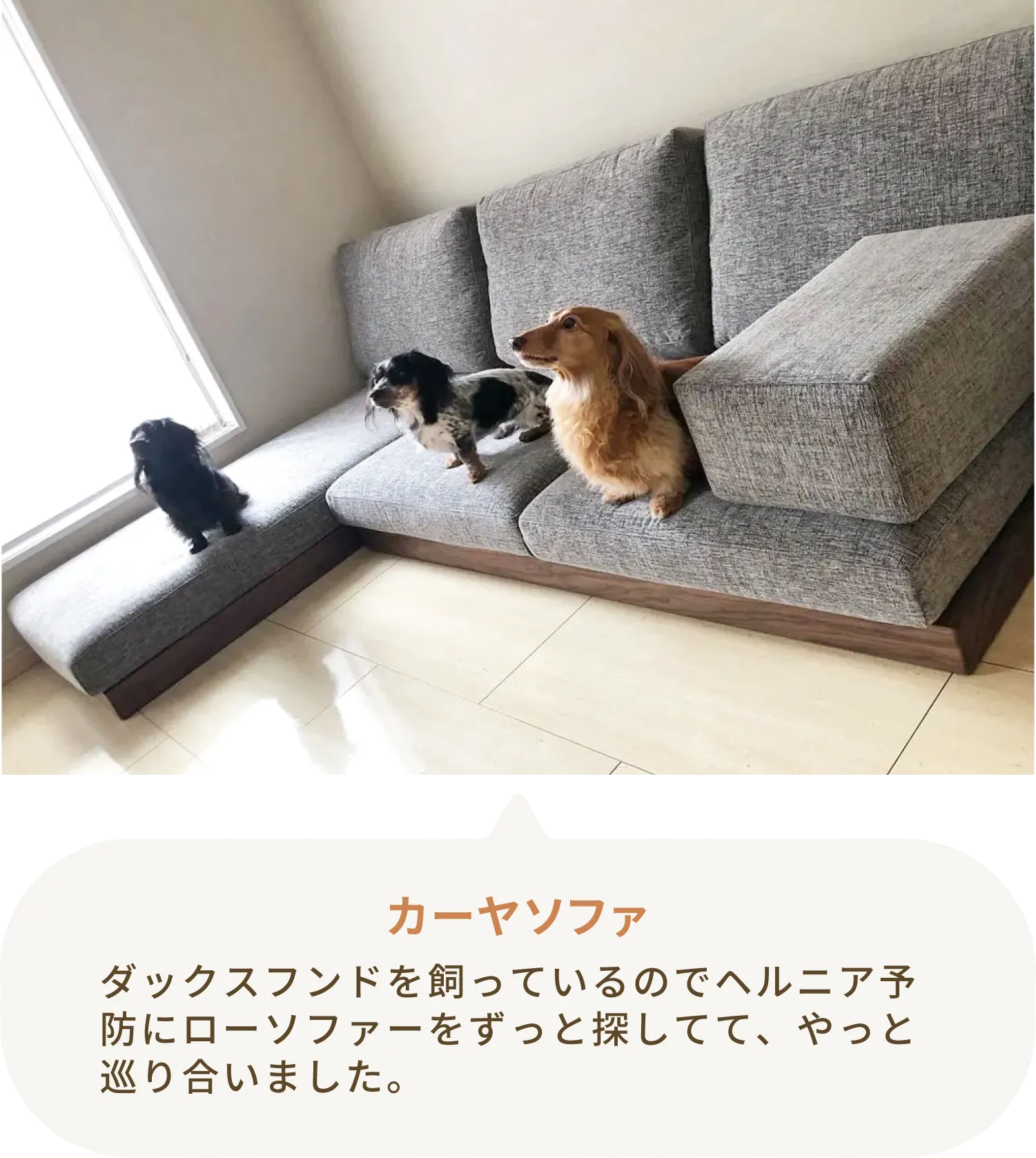 愛犬とローソファのある暮らし・ご愛用者様レビュー