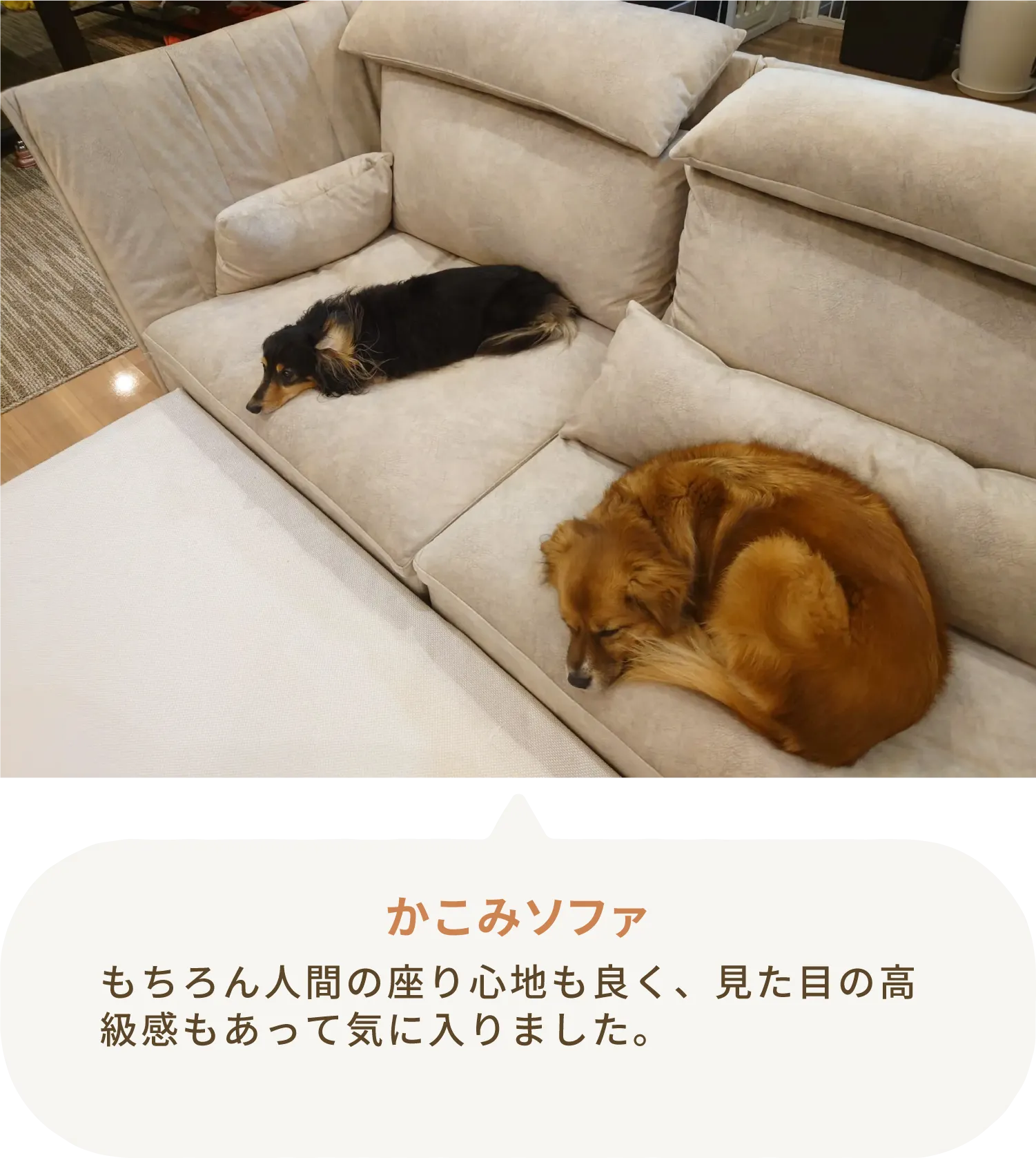 愛犬とローソファのある暮らし・ご愛用者様レビュー