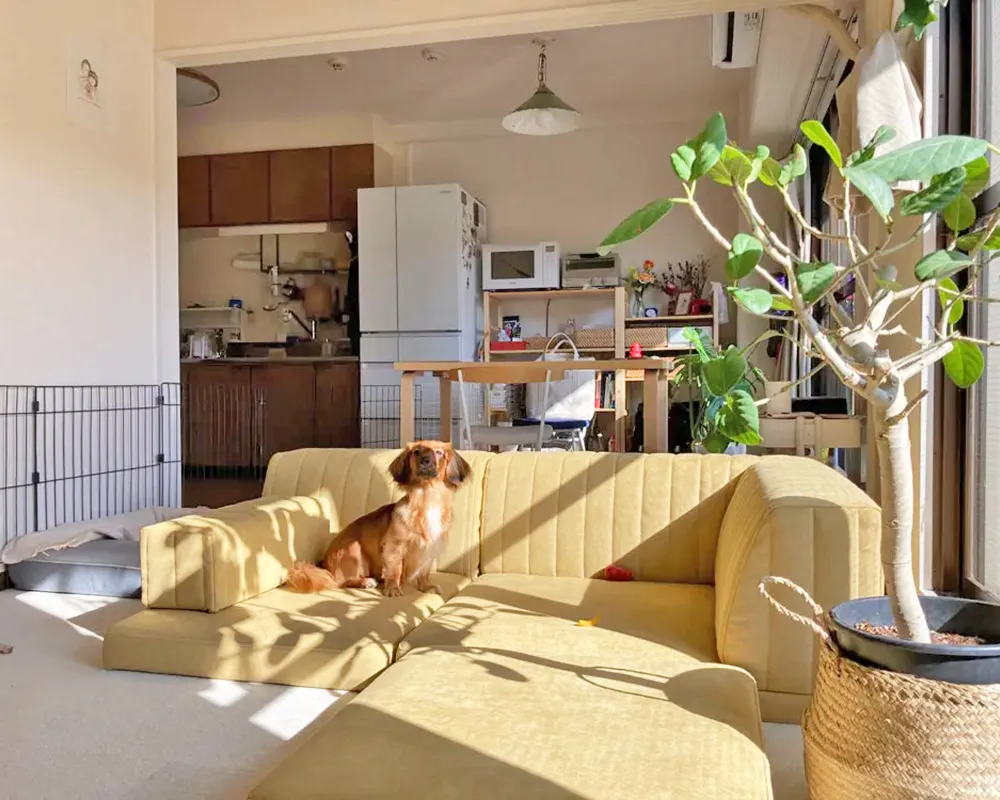愛犬との暮らしにおすすめのセット販売