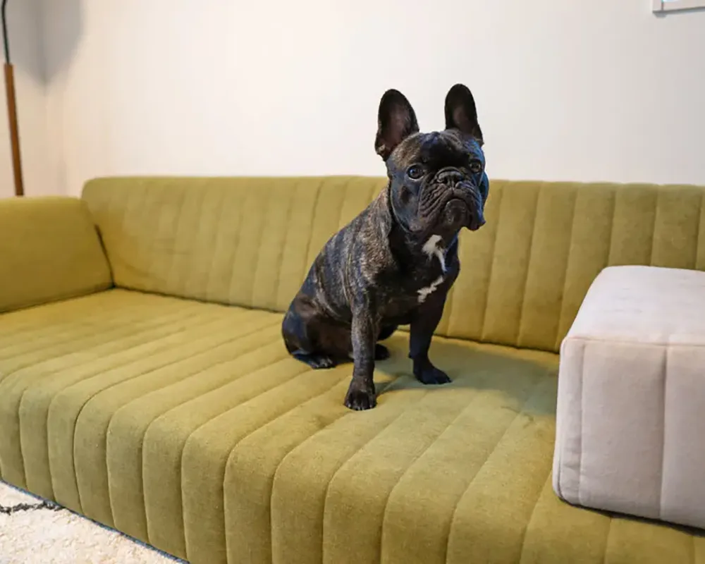 愛犬との暮らしにおすすめのセット販売