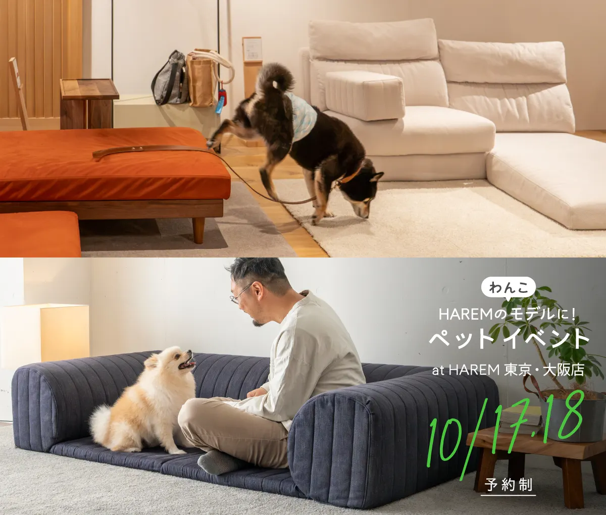 愛犬の健やかさを守るローソファ