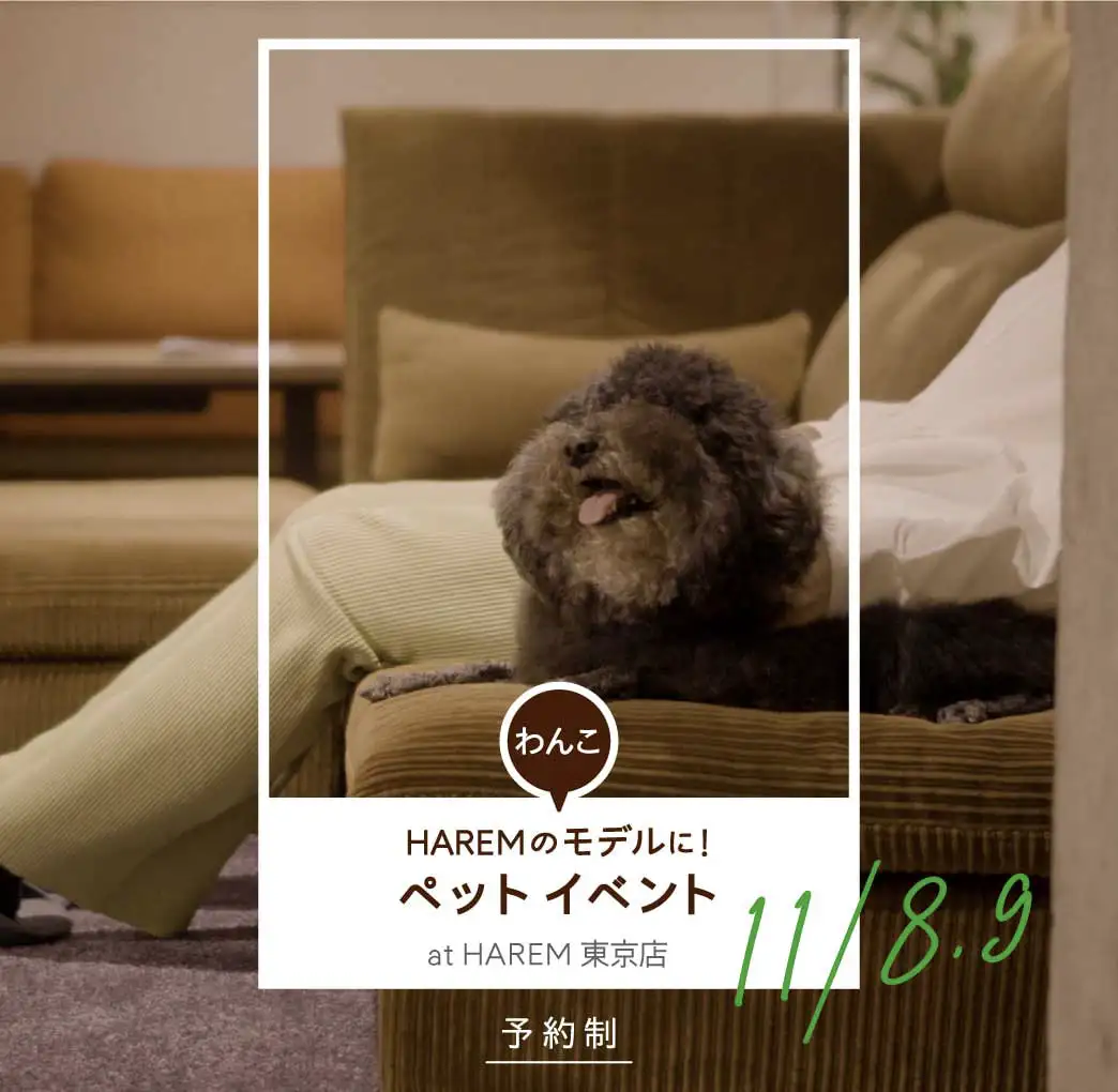 愛犬の健やかさを守るローソファ