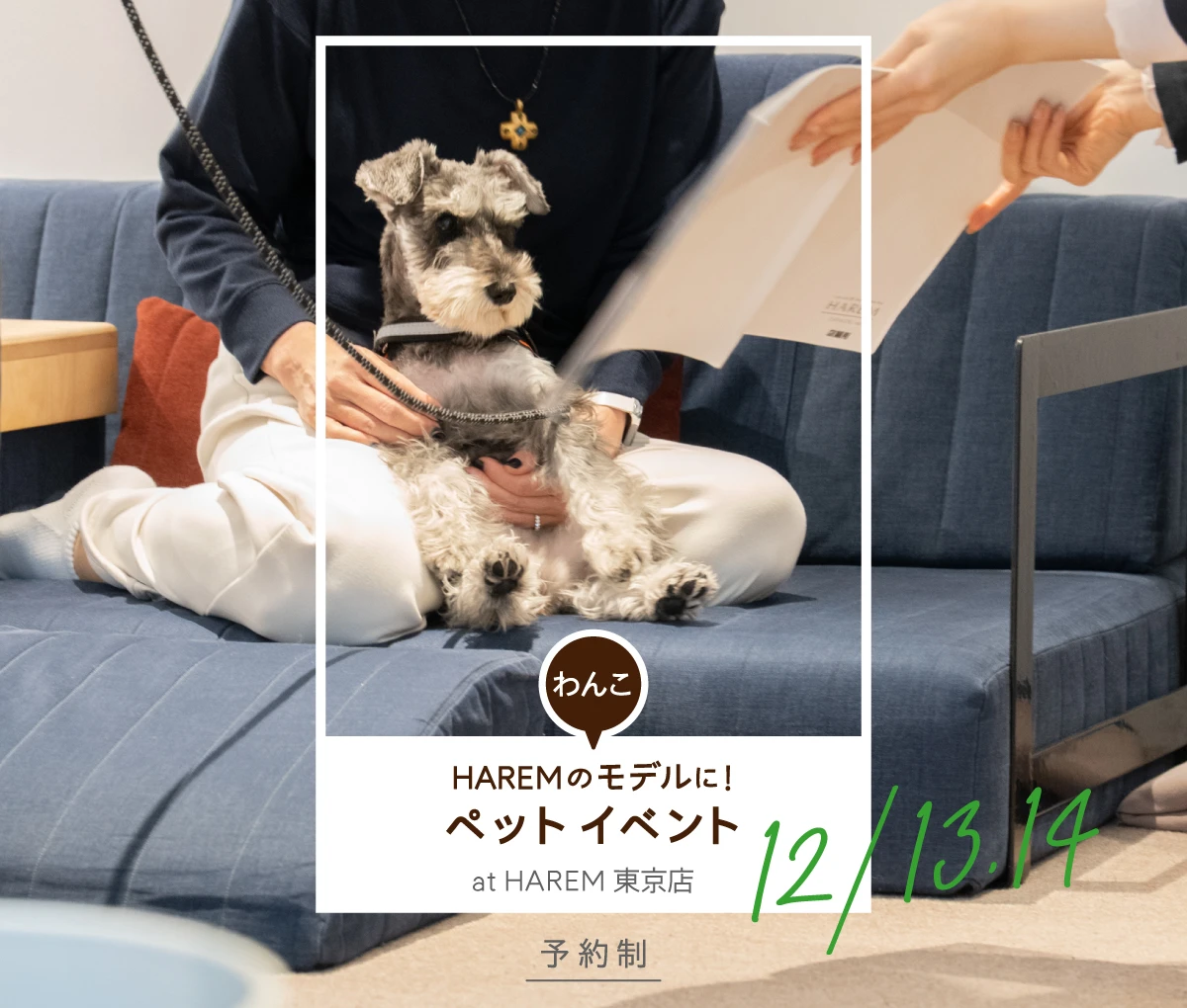 愛犬の健やかさを守るローソファ